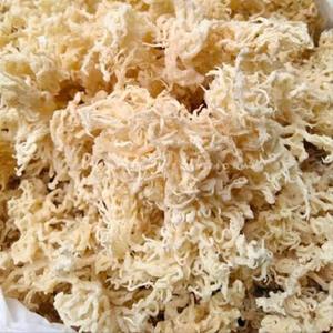 สาหร่ายคอตตอนนีแห้งคุณภาพสูง 100% จากธรรมชาติ (Kappaphycus Alvarezii Carrageenan) บรรจุภัณฑ์สุญญากาศแบบทั้งชิ้น แลม ดง บลู - Product Image 3