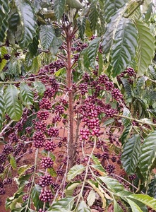 Café Vert Robusta PHALCO de Haute Qualité Grade 1 Tamis 16/18 Vietnam Meilleur Prix Prêt à l'Exportation en Sac de Jute - Product Image 4