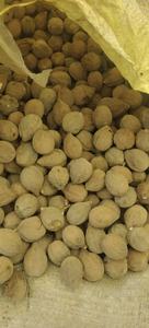 Ingrediente para la Salud Digestiva: Terminalia Bellirica (Behda) - Product Image 4