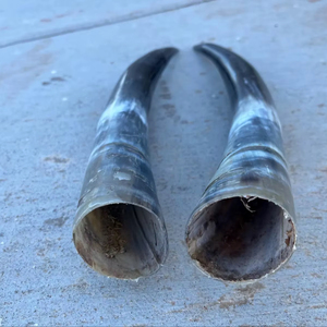 Paire de cornes de bison polies, décoration murale, design Art Déco, grande taille de 27 à 35 pouces, pour mariage, anniversaire - Product Image 1