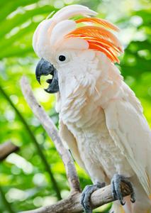 Live Moluccan Cockatoo Birds for <b>Aviary</b> Breeding Ornamental Bird Keeping Wholesale Supply NMF (PVT) LTD South Africa Long Shelf - Product Image 2