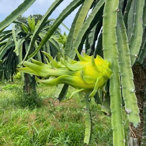 Dragon <span class=keywords><strong>Fruit</strong></span> Jaune Frais 100% Naturel Marque VIETFAP Grade A Qualité Export Disponible en OEM/ODM Boîte Carton 2kg/5kg/10kg - Product Image 5