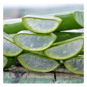 MEILLEURE OFFRE | Gelée d'Aloe Vera Pure à Usage Culinaire | Délicieuse et Nutritive | Fraîche du Vietnam - Product Image 2