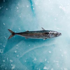 ปลาทะเลคุณภาพสูง ปลาทูน่าแช่แข็งแบบบล็อก / ปลาทูน่า - Product Image 3