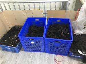 Extensiones de cabello Virgen sin procesar de un solo donante, sin cortar químicamente, directamente de un donante vietnamita, venta al por mayor - Product Image 2