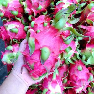 Fresh White Dragon Fruit Calidad premium y crujiente para bocadillos y jugos - Product Image 1