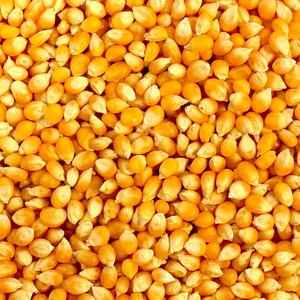 ข้าวโพดพรีเมียมสีเหลืองขาว ปี 2026 ข้าวโพดแห้งไม่เหนียว สำหรับทำป๊อปคอร์น บริสุทธิ์จากธรรมชาติ สำหรับบริโภคโดยมนุษย์ (บรรจุถุง PP ขนาด 25/50 กก.) - Product Image 1