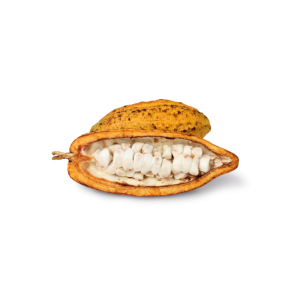 Fèves de cacao Ariba, fèves de cacao brutes séchées, fèves de cacao fermentées, fèves de cacao vertes, poids, origine, type, variété, taille, qualité, ISO, lieu, modèle - Product Image 6