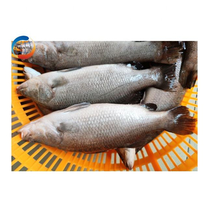ปลากะพงแช่แข็งเกรดพรีเมียม ขายส่งจำนวนมาก เกรดอาหาร พร้อมจัดส่ง คุณภาพสูงสุด ผู้จัดจำหน่ายส่งออก - Product Image 4