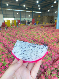 Dragon Fruit Frais à Pulpe Blanche/Rouge Entier, Durée de Conservation 30-45 Jours, Stockage Réfrigéré, Qualité Export, Prêt à la Vente en Gros - Product Image 1