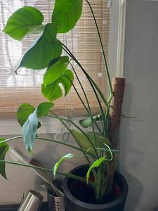[VENTE CHAUDE] BLUE LOTUS FARM Piquet de soutien écologique en fibre de coco pour plantes grimpantes d'intérieur, fournitures de jardinage et d'agriculture - Product Image 2