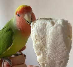 Proveedor Vietnamita de Hueso de Sepia Seco para Mascotas e Industria Alimentaria - Product Image 3