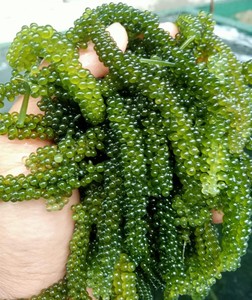 Uvas de Mar Verdes de Origen Vietnamita | Textura Crujiente - Product Image 2