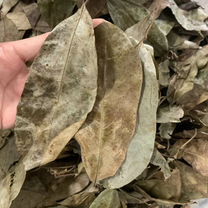 ผู้ผลิตใบเต้าร้อยปีกแห้งจากเวียดนาม ชาสมุนไพรธรรมชาติ ใบเต้าร้อยปีก ขายส่งจำนวนมาก โรงงานส่งออก - Product Image 1