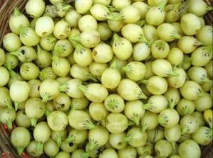 Huile Essentielle de Mahua 100% Pure et Naturelle Madhuca Indica – Fournisseur en Gros au Prix de Gros en Inde - Product Image 4