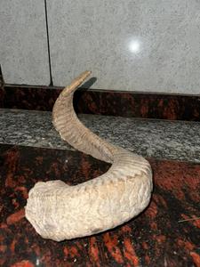 Handmade Eco-Friendly <b>Rustic</b> Sheep Horn Decor for Home Office Kitchen & Outdoor Use - Product Image 3
