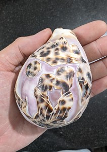 เปลือกหอยคละสีสำหรับงานฝีมือและการทำเครื่องประดับ - Product Image 3