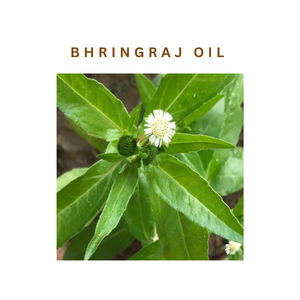 Versatile Bhringraj Oil for Hair Care Blends Cosmetic Formulations Personal Care Products Botanical Manufacturing and Profession - Product Image 6