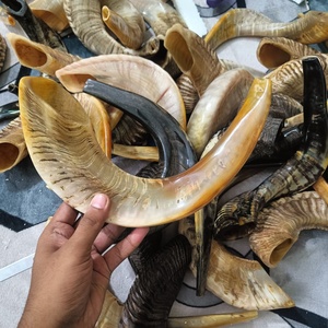 Shofar authentique en corne de bélier, instrument religieux juif naturel fait à la main pour la cérémonie de Rosh Hashanah, Yom Kippur, la prière et le culte - Product Image 3