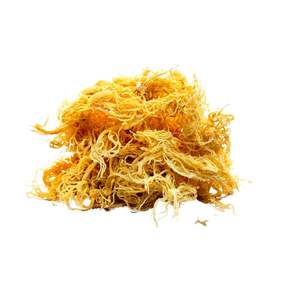 มอสทะเลคุณภาพมอสทะเลไอริชขายส่ง - Product Image 2