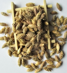 En gros, fruits de cocklebur séchés bruns, fruits de cocklebur communs sans épines, Vietnam ANGLE - Product Image 6