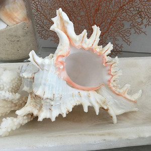 Coquillages Murex, meilleur prix, coquilles d'escargots de mer nettoyées, coquillages naturels, décorations sur le thème nautique - Product Image 4