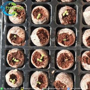 Granulés de coco professionnels de 3,5 à 4,2 cm, pureté de 95 % et faible conductivité électrique, pour la plantation horticole et le conditionnement du sol - Product Image 4