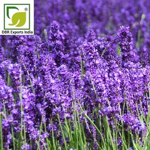 Aceite Absoluto de Lavanda de Alta Calidad, Extracto Natural de Lavandula para Perfumes de Lujo, Fragancias y Cosméticos - Product Image 1