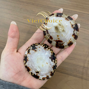 เปลือกหอยลิมเพ็ตธรรมชาติ VIETCHOICE รูปไข่ รูปทรงไม่สม่ำเสมอ จำนวนมาก สีธรรมชาติ บรรจุกล่องสำหรับทำเครื่องประดับ - Product Image 6