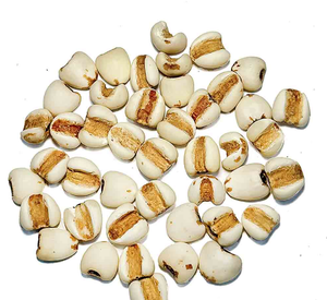 Semillas de Coix Naturales Tradicionales de Vietnam de Alto Estándar, Suministro a Granel de Calidad Premium - Product Image 1