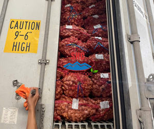 Proveedor Premium de Jengibre Fresco de Vietnam para Empresas Importadoras de Alimentos que Buscan Exportación de Carga de Contenedores Estable - Product Image 5