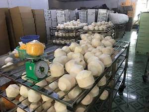 มะพร้าวอ่อนสดจากเวียดนาม ผลิตจากเส้นใยมะพร้าวธรรมชาติ สำหรับการผลิตเครื่องดื่มและการค้า - Product Image 3