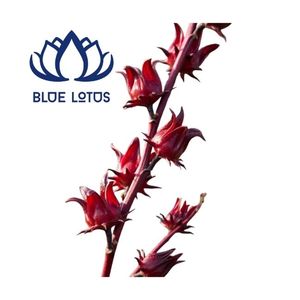 Disponible : Tisane de fleurs d'hibiscus séchées écologiques en vrac, boisson à base de roselle, commande en gros - Product Image 1