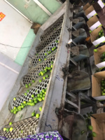 Vietnam Export Kwaliteit Pitloze Citroenen Heldergele Schone Huid Sappige Pulp Perfect Voor Sappen Koken En Wereldwijde Consumenten