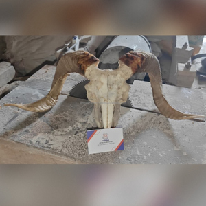 Shofar de Cuerno de Kudu Pulido de Sonido Profundo, Grande, de Israel, para Fiestas Bíblicas, Celebraciones Especiales, Adoración, Alabanza, Tierra Santa, Bíblico - Product Image 3