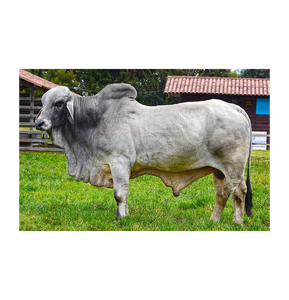 Ganado Brahman Gris para Cría Comercial y Suministro al por Mayor - Product Image 1
