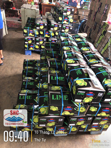 Citron vert sans pépins du Vietnam – Récolte fraîche, arôme intense, approvisionnement fiable pour l'exportation - Product Image 5
