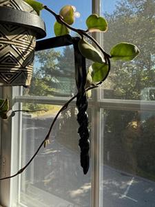 Macetero Metálico Simple para Montar en la Pared, para Plantas de Interior, Decoración del Hogar y Jardinería Vertical en Espacios Pequeños, de la India - Product Image 5