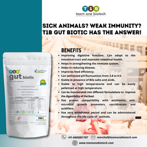 Supplément probiotique de bétail pour des résultats améliorés d'alimentation - Product Image 3