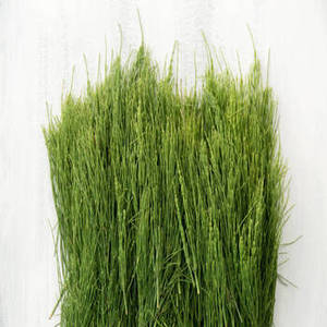 Espirulina India en Polvo, Superalimento, Extracto de Fruta, Cultivo Silvestre, Extraído con Solvente, Grado Cosmético, Ingrediente Comercial de Gujarat - Product Image 5