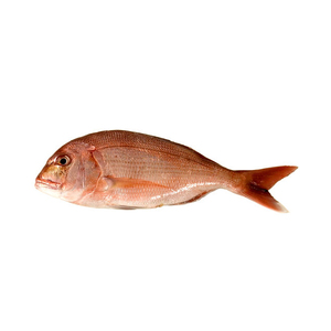 Poisson d'ormeau rouge congelé en gros, prix compétitif - Product Image 3