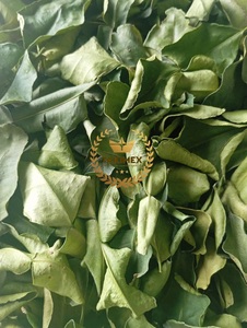 Hojas de Kaffir Lime Secas 100% Naturales, Auténtico Sabor Cítrico Tailandés para Cocinar y Sazonar, Hecho en Vietnam, Empaque OEM - Product Image 3