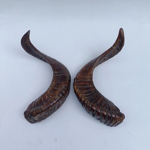 Par de Cuernos de Carnero Gigantes, Cuernos Naturales Crudos de Gran Tamaño para Decoración y Manualidades, Alta Calidad - Product Image 6