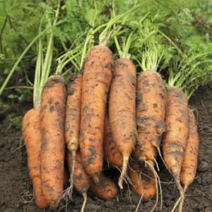 Oferta Especial: Zanahorias Frescas Orgánicas de Origen Francés, 10 kg, 24 Meses de Duración, 3.2 cm, Vegetales Umbelíferos, Entrega Rápida, Excelente Relación Calidad-Precio - Product Image 1