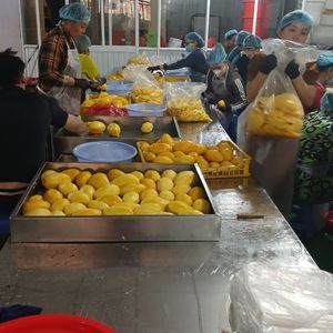 Purée de mangue surgelée durable, très demandée, qualité supérieure, texture lisse, saveur riche, pour poudings et desserts, vente en gros - Product Image 2