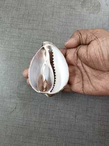 Conchas de Cauri Grandes de Primera Calidad para Joyería Bohemia, Decoración Costera del Hogar, Artesanía Natural Impermeable de Origen Ético - Product Image 4