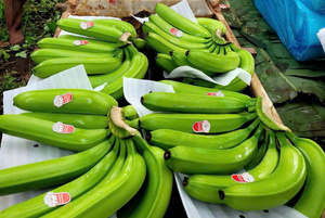 BANANE VERTE CAVENDISH FRAICHE Qualité Premium 13kg avec HAUTE QUALITÉ et BON PRIX du VIETNAM pour l'EXPORTATION dans le MONDE ENTIER - Product Image 4