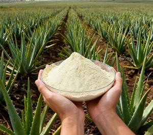 Premium-quality natural aloe vera <b>extract</b> powder 200X for precise skincare formulations and efficient cosmetic manufacturing - Product Image 3