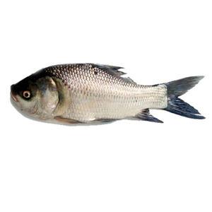 Salmón Atlántico Premium con Sabor, Textura y Valor Nutricional Superiores para Compradores Internacionales - Product Image 1