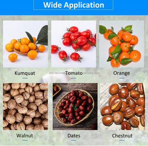 Máquina clasificadora de frutas rojas tipo pista multifunción comercial de alta eficiencia de 200kg, clasificador de cerezas, equipo de tamizado de aceitunas - Product Image 4